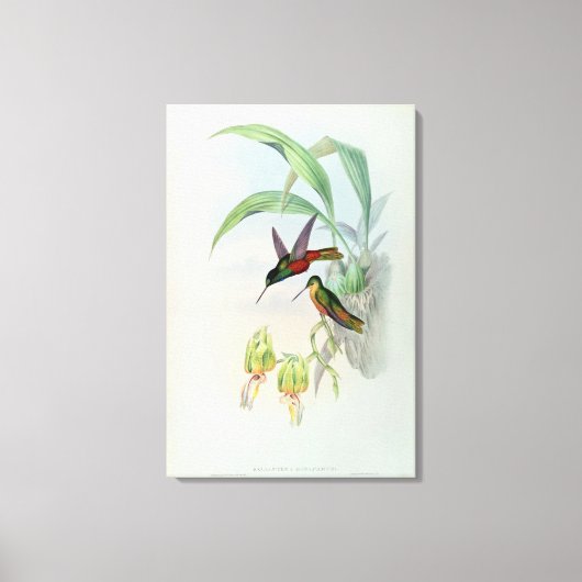 Bonaparte's Star Fronted Hummingbird (gekleurd) Canvas Afdruk (Voorkant)