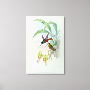 Bonaparte's Star Fronted Hummingbird (gekleurd) Canvas Afdruk