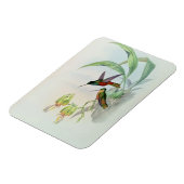 Bonaparte's Star Fronted Hummingbird (gekleurd) Magneet (Linkerzijde)