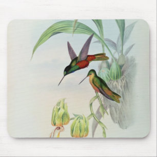 Bonaparte's Star Fronted Hummingbird (gekleurd) Muismat