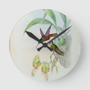 Bonaparte's Star Fronted Hummingbird (gekleurd) Ronde Klok