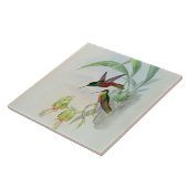 Bonaparte's Star Fronted Hummingbird (gekleurd) Tegeltje (Zijkant)