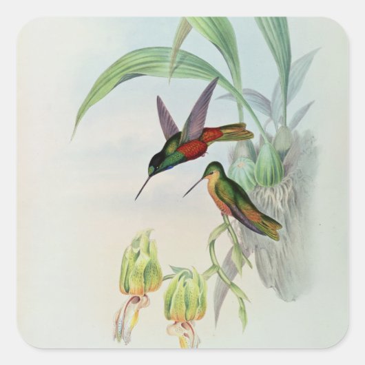 Bonaparte's Star Fronted Hummingbird (gekleurd) Vierkante Sticker (Voorkant)