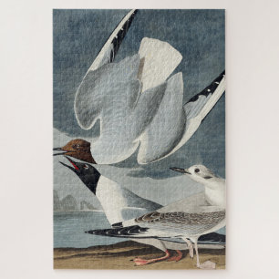 Bonapartiaanse meeuw uit Birds of America Legpuzzel