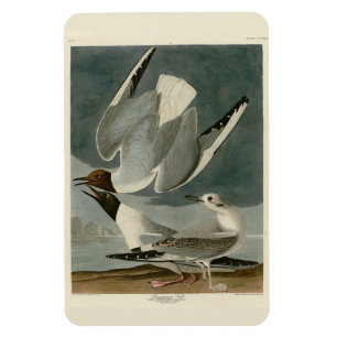 Bonapartian Gull uit Audubon's Birds of America Magneet