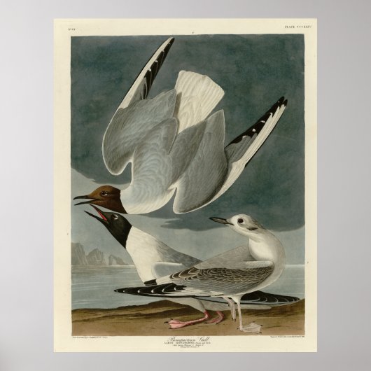 Bonapartian Gull uit Audubon's Birds of America Poster (Voorkant)