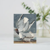 Bonapartian Gull uit de Amerikaanse vogels Briefkaart (Staand voorkant)