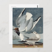 Bonapartian Gull uit de Amerikaanse vogels Briefkaart (Voorkant / Achterkant)