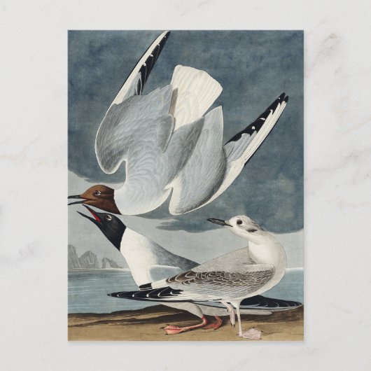 Bonapartian Gull uit de Amerikaanse vogels Briefkaart (Voorkant)