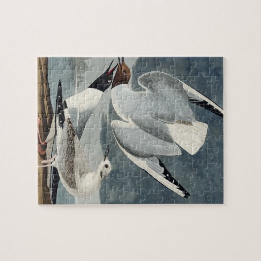 Bonapartian Gull uit de Amerikaanse vogels Legpuzzel (Horizontaal)