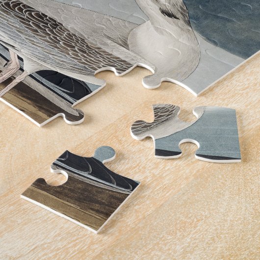 Bonapartian Gull uit de Amerikaanse vogels Legpuzzel (Zijkant)