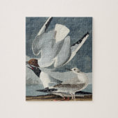 Bonapartian Gull uit de Amerikaanse vogels Legpuzzel (Verticaal)