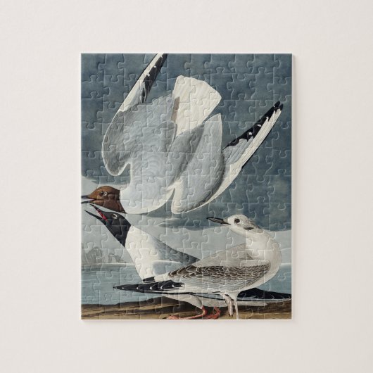 Bonapartian Gull uit de Amerikaanse vogels Legpuzzel (Verticaal)