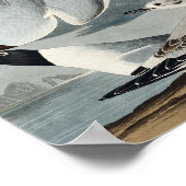 Bonapartian Gull uit de Amerikaanse vogels Poster (Hoek)