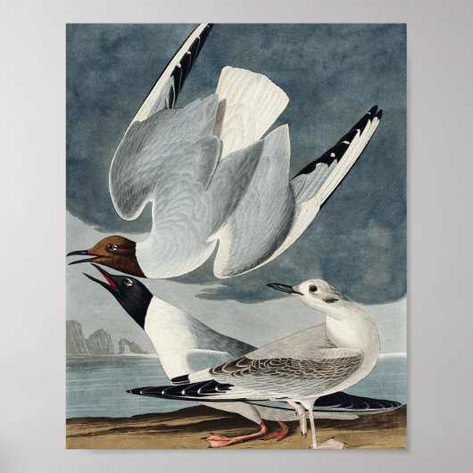 Bonapartian Gull uit de Amerikaanse vogels Poster (Voorkant)