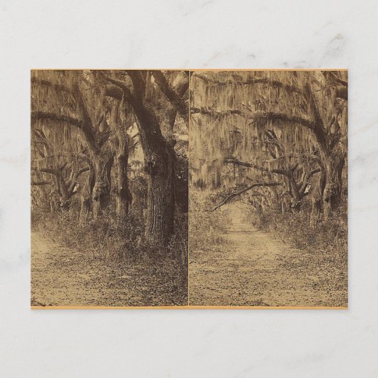 Bonaventura Cemetery, Savannah, Ga. c. 1863 Briefkaart (Voorkant)
