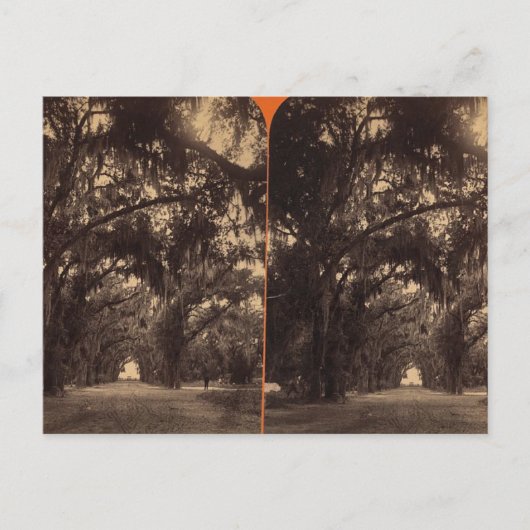 Bonaventure Cemetery, Savannah, Ga c. 1886 Briefkaart (Voorkant)