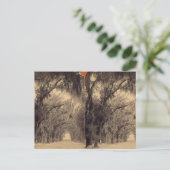 Bonaventure Cemetery, Savannah, Ga c. 1887 Briefkaart (Staand voorkant)