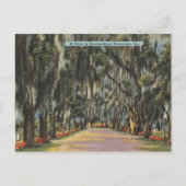 Bonaventure Drive Savannah GA retro Briefkaart (Voorkant)