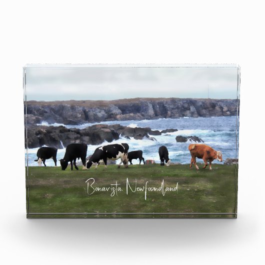 Bonavista Newfoundland Cattle Fotoblokken (Voorkant)