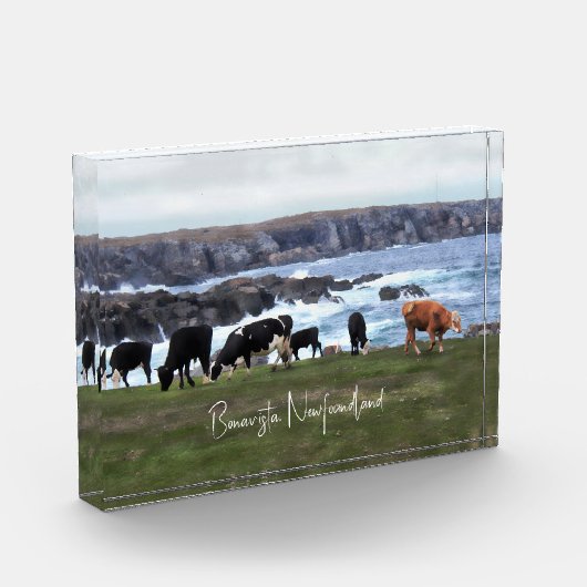 Bonavista Newfoundland Cattle Fotoblokken (Links)