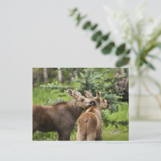 Bonded Moose Calves Briefkaart (Staand voorkant)