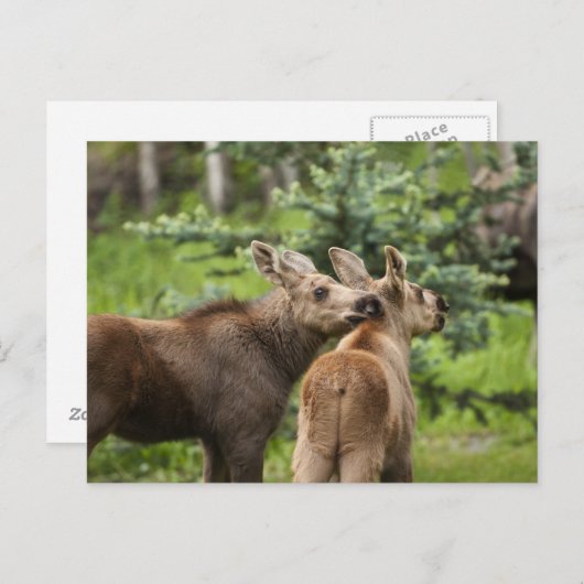 Bonded Moose Calves Briefkaart (Voorkant / Achterkant)