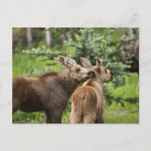 Bonded Moose Calves Briefkaart (Voorkant)