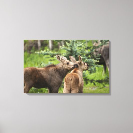 Bonded Moose Calves Canvas Afdruk (Voorkant)