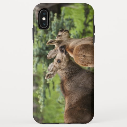 Bonded Moose Calves Case-Mate iPhone Case (Achterkant)