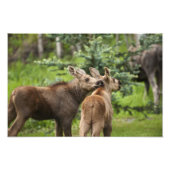 Bonded Moose Calves Foto Afdruk (Voorkant)