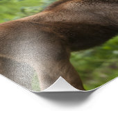 Bonded Moose Calves Foto Afdruk (Hoek)