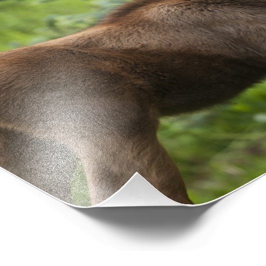 Bonded Moose Calves Foto Afdruk (Hoek)