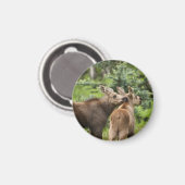 Bonded Moose Calves Magneet (Voorkant / Achterkant)