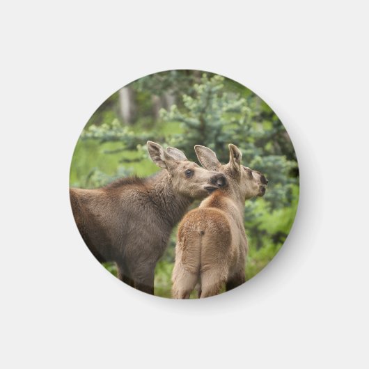 Bonded Moose Calves Magneet (Voorkant)
