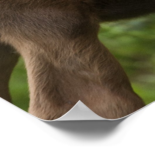 Bonded Moose Calves Poster (Hoek)