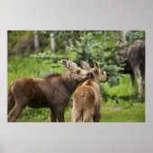 Bonded Moose Calves Poster (Voorkant)