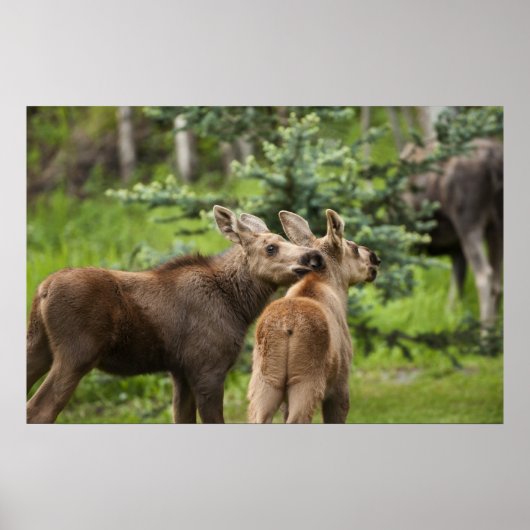 Bonded Moose Calves Poster (Voorkant)