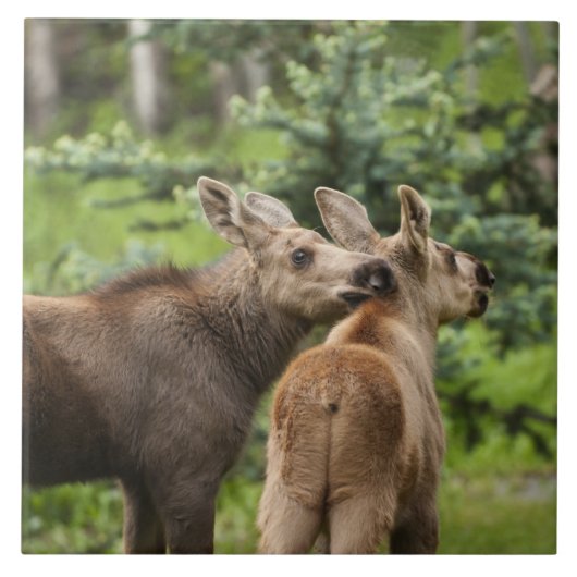 Bonded Moose Calves Tegeltje (Voorkant)