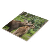 Bonded Moose Calves Tegeltje (Zijkant)
