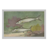 Bone-Fish  Fish Print Foto Afdruk (Voorkant)