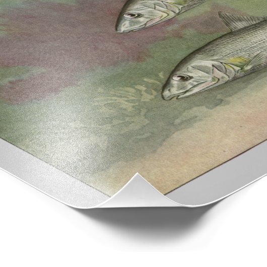 Bone-Fish  Fish Print Foto Afdruk (Hoek)