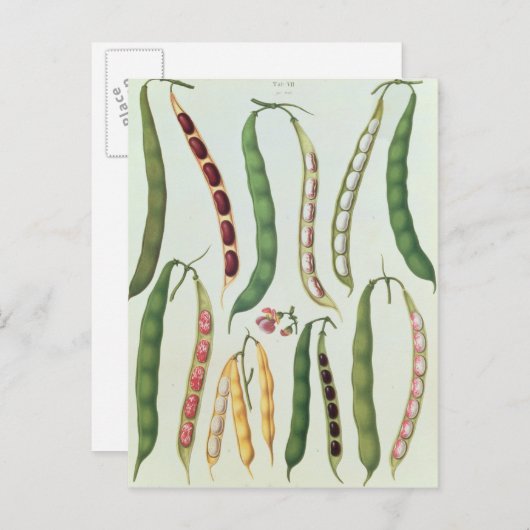 Bonen Briefkaart (Voorkant / Achterkant)