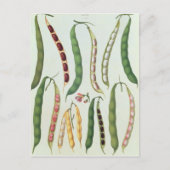 Bonen Briefkaart (Voorkant)