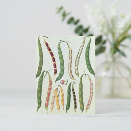 Bonen Briefkaart (Staand voorkant)
