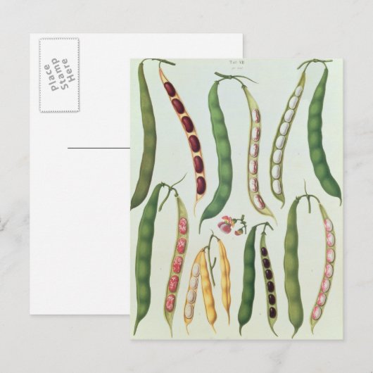 Bonen Briefkaart (Voorkant / Achterkant)