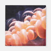 bonen litnd 8x8 magneet (Voorkant)