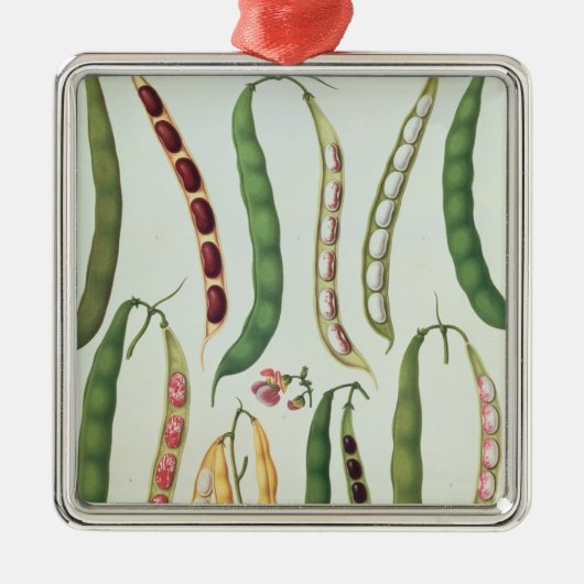 Bonen Metalen Ornament (Voorkant)