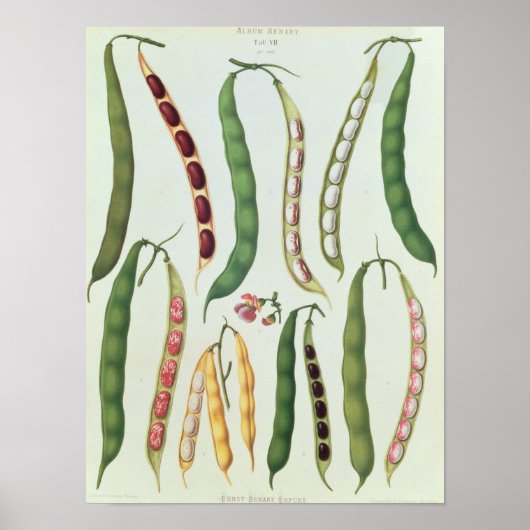 Bonen Poster (Voorkant)