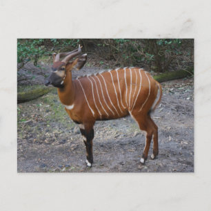 Bongo (Antelope) Briefkaart